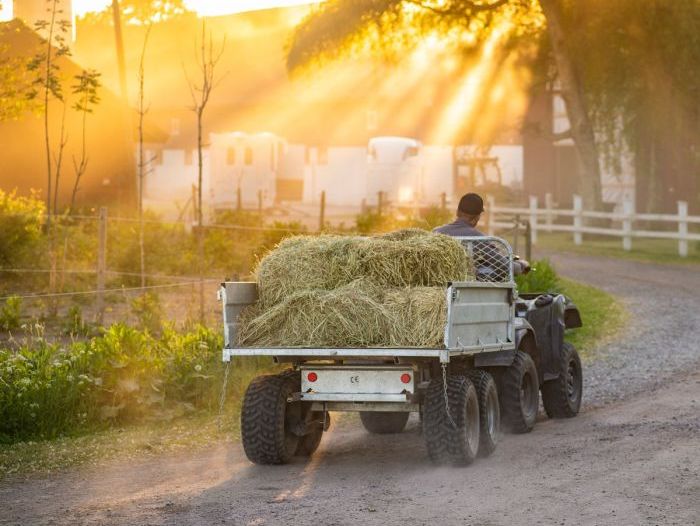 Fyrhjuling med vagn lastad med hö på grusväg i solnedgång.